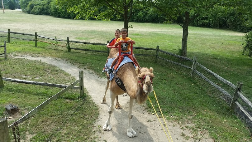 african safari wildlife park sandusky, ohio