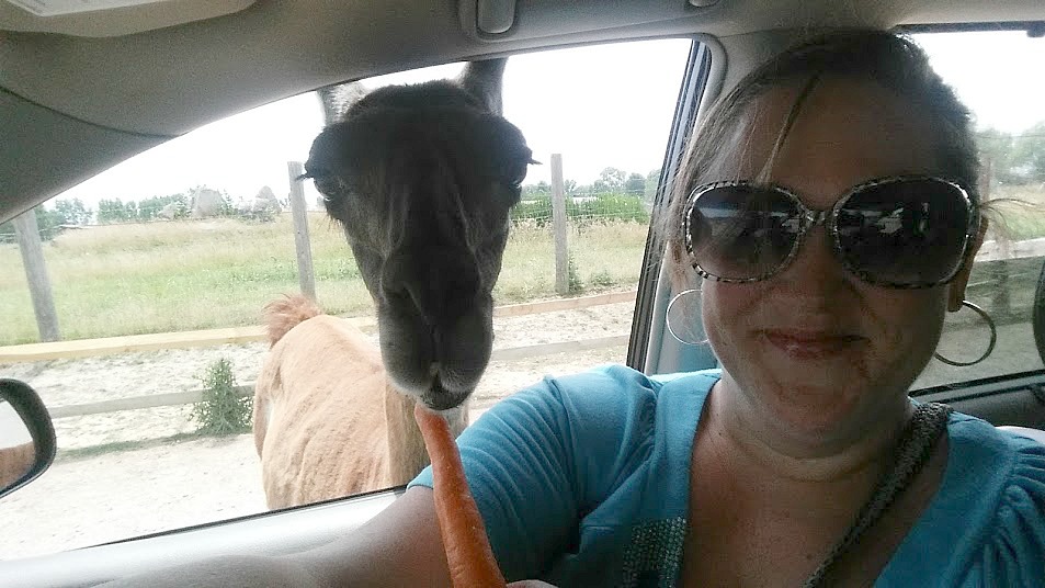 african safari wildlife sandusky